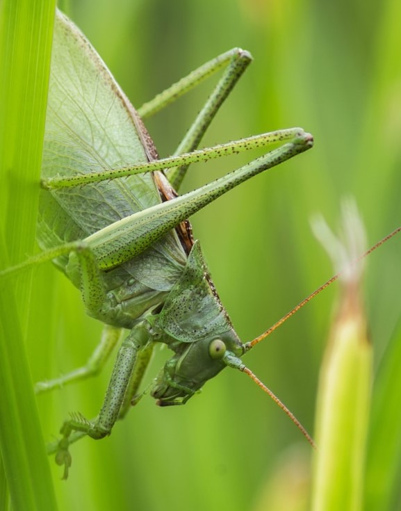 a green locust