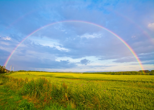 a field with a full rainbow