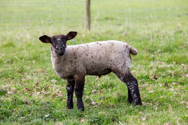 speckled sheep