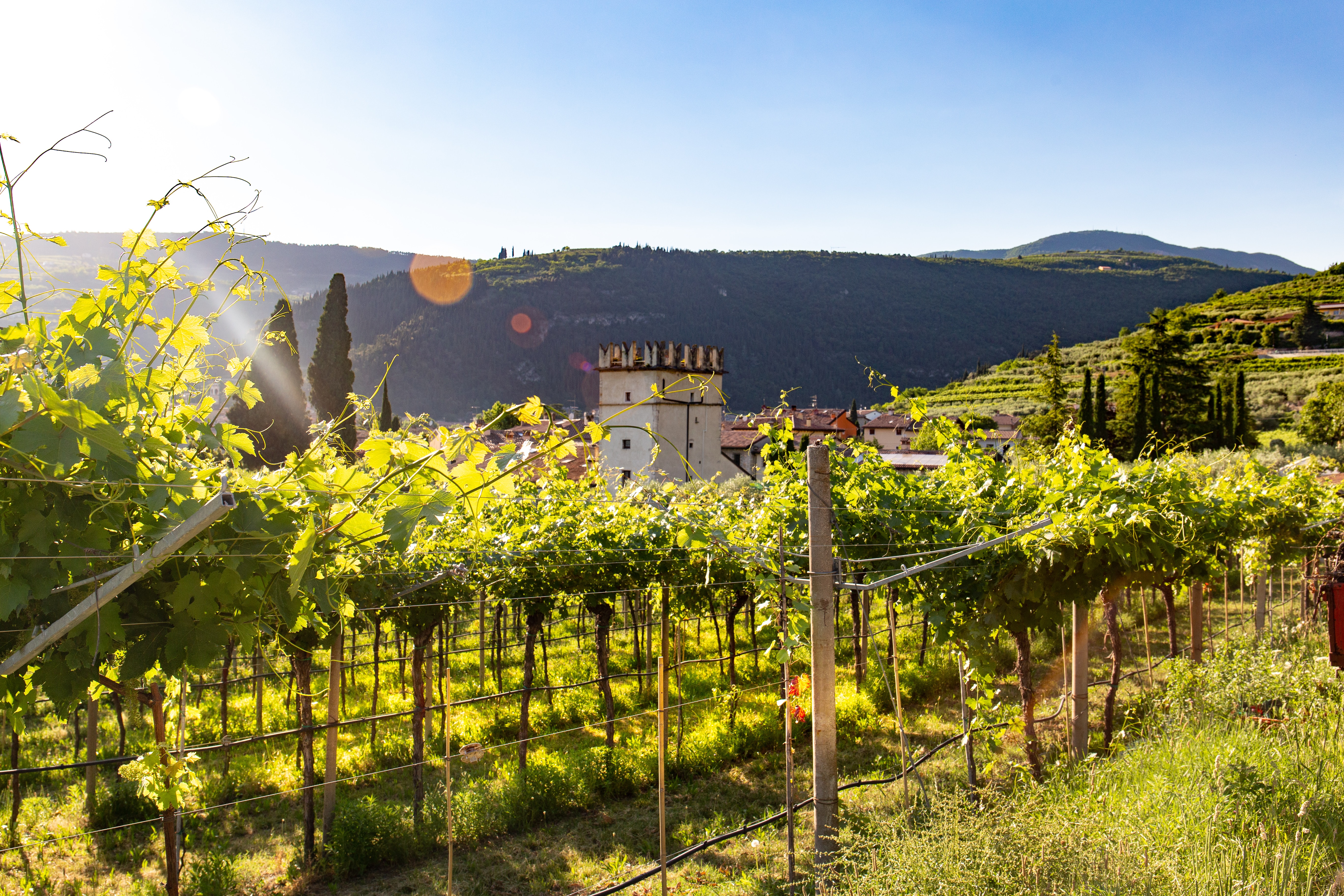 vineyard with plants and a tower under a blue sky